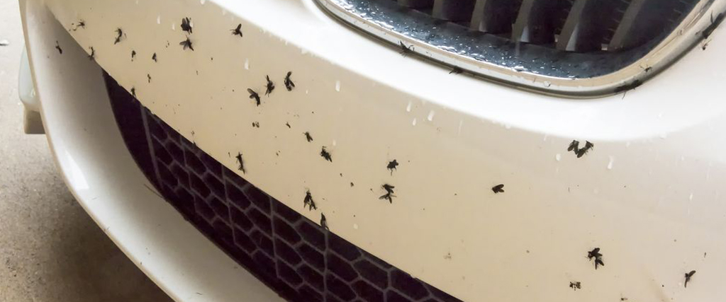 waxed perfection bug removal from car paint work